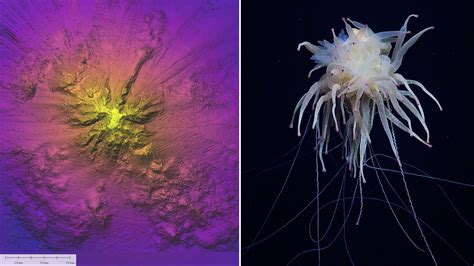 casınoper|Oceanographers find underwater mountain bigger than Mount .